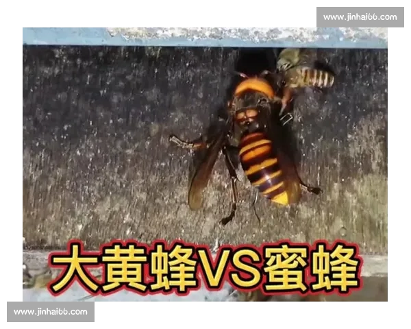 毒针对决蝎子与黄蜂生死较量自然界的致命博弈真相揭秘瞬间全记录